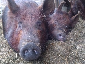 sow close ups pig