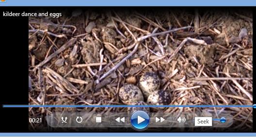 image for killdeer video