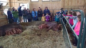 first grade class and sows piglets