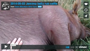 2014-09-03 Jemima belly rub selfie from Green Mountain Girls Farm on Vimeo