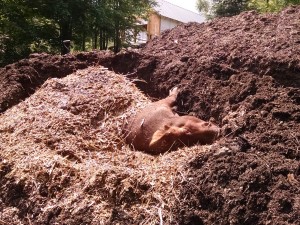 Jemima in compost pile