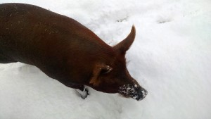 Jemima in teh snow