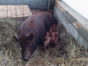 Jemima with day old piglets