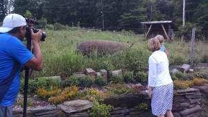 Roberto with tourists and sows