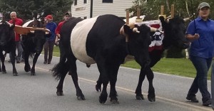 analiese with steers at parade