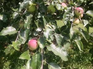 apple tree july