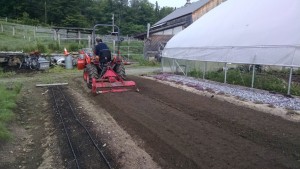 staff darienne prepping carrot bed