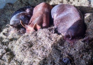 three sows jemima in middle