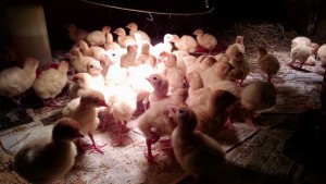 turkey poults in trailer