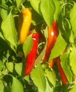 Banana Peppers close up