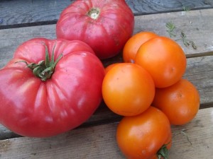 brandywine and jaune flamme tomatoes