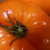 yellow brandywine tomato