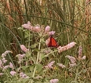 Monarch on the mint flowers