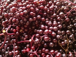 elderberry harvest