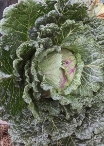 fair worthy cabbage