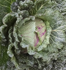 fair worthy cabbage