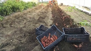 sweet potato bounty in bin and row