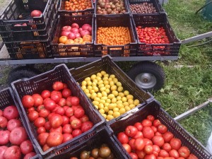 tomato harvest