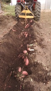 tractor dug sweet potato row