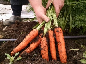 carrots being dug from ground