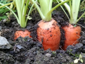 carrots in ground close up