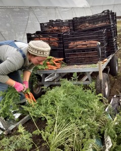 darienne harvesting carrots