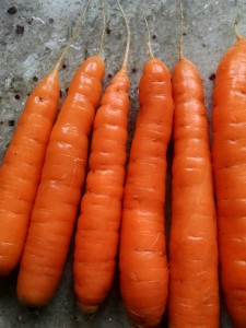 washed and beautiful carrots