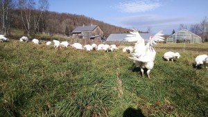 flapping turkey wings