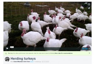 herding turkeys video link