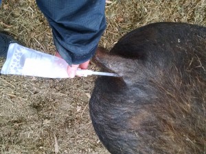 inseminating ramona pig