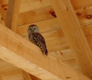 close up owl on mid beam