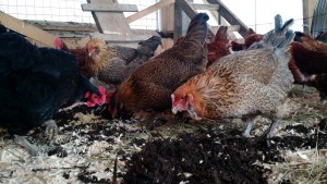 hens enjoying some red wigglers