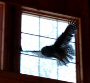 owl landing at window