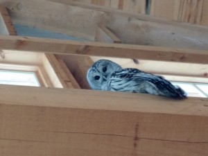 owl staring down