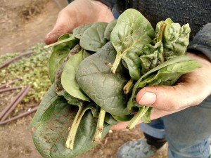 spinach stashed by rodents in hoophouse