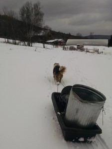 uno pulling sled