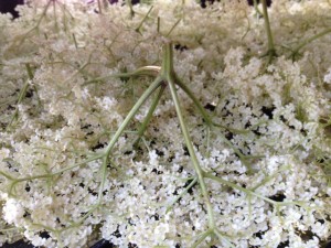 Elderflowers