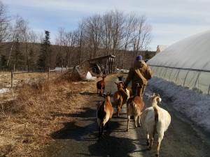 March goat walk 2