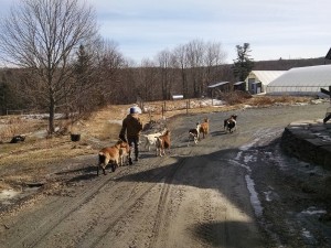 March goat walk