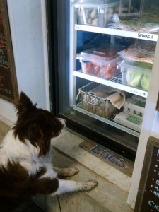 Mousse shopping in farmstand