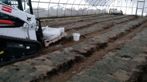 hoophouse with rock dust