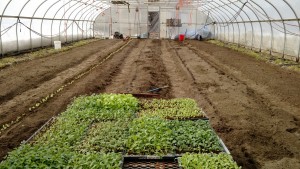 seedlings ready and one row in