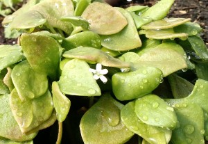 claytonia