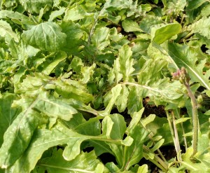 mature arugula