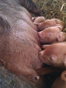 nursing newborn piglets