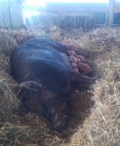 ramona with piglets in morning rays