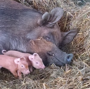 amelia and 2 newborn piglets