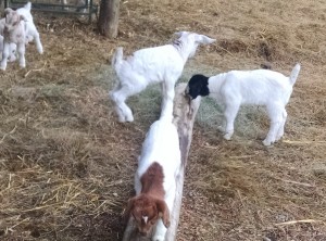 goat kids at play