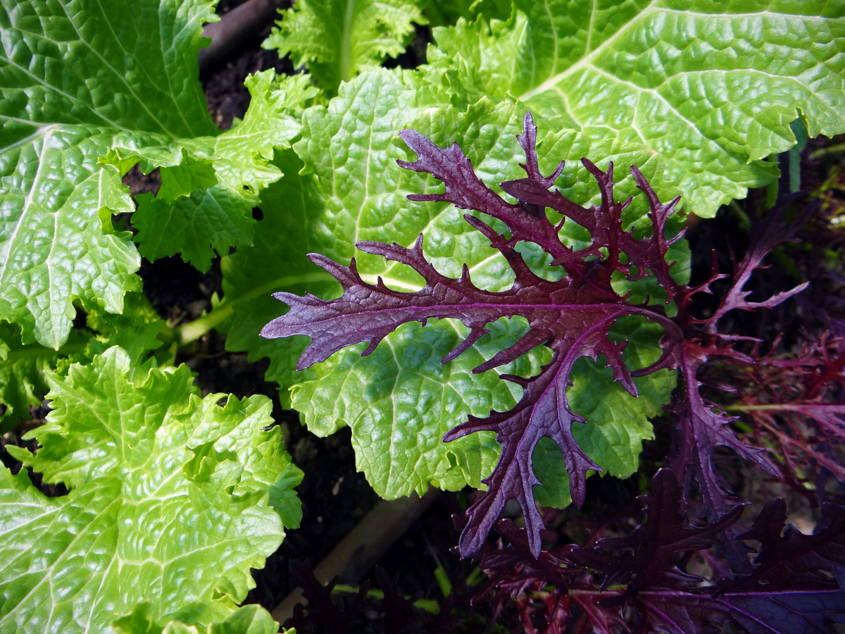 mizuna and vivid choi greens