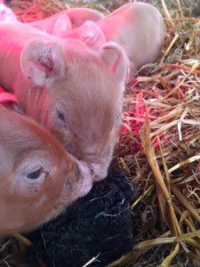 piglets eating compost